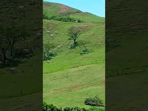Linda Natureza 🌿 E O Gados No Destrito De Barbosa Ferraz PR