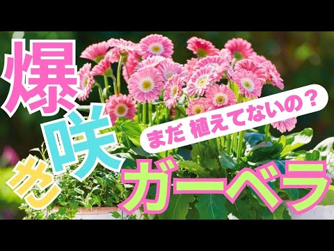 plante vivace couvre-sol –exposition-mi-ombre-plante-rustique