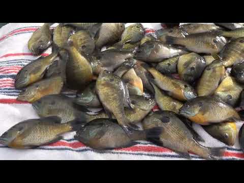 97. Hot October gills and 2 boring October hunts. One in a hard leaning tree and one in the rain.