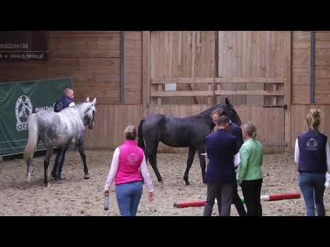 FOSTERA (Cornet de Semilly - Figa/ Bolshoi)