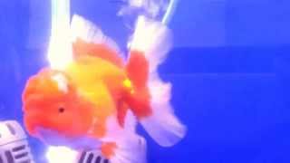 preview picture of video 'you see animal -31 : Oranda goldfish in the nice aguarium, Thailand'
