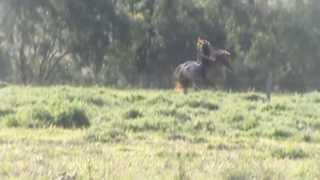 Heart Of The Appaloosa