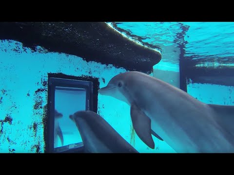 イルカはどのくらい賢いのか？徹底検証！　（Just how smart are dolphins?  | Inside the Animal Mind | BBC）