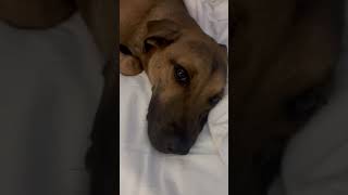 Video preview image #1 Black Mouth Cur-Vizsla Mix Puppy For Sale in The Woodlands, TX, USA