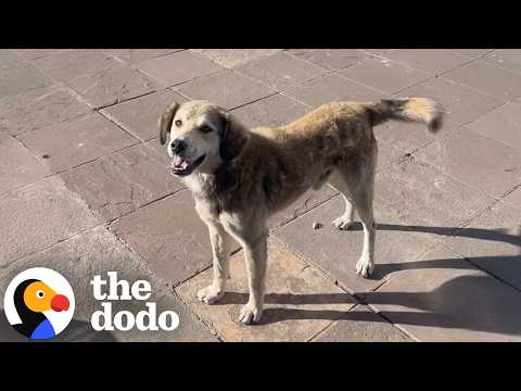 Stray Dog Chases Down Woman's Van Until She Picks Him Up | The Dodo