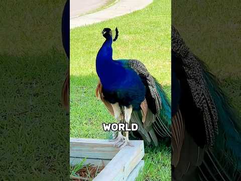 Top 3 Most Beautiful Peacocks You’ve NEVER Seen Before!