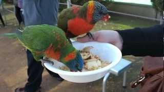 preview picture of video 'Rainbow Lorikeets feeding at the Canberra Walk-in Aviary'