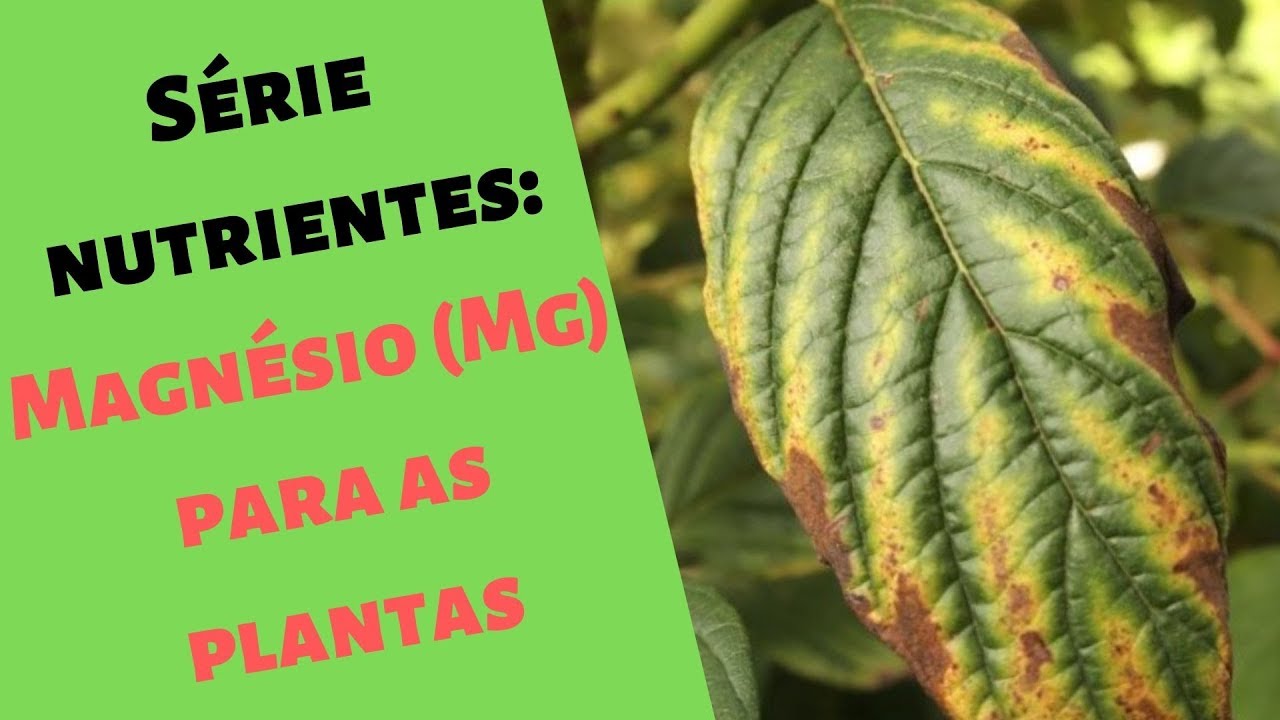 (Magnésio Mg) Funções, Sintomas, Diagnostico e adubos