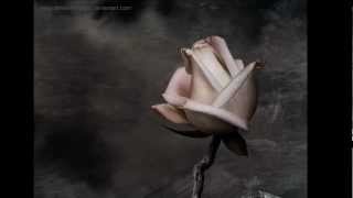 Xandria- Like A Rose On The Grave Of Love- Lyrics