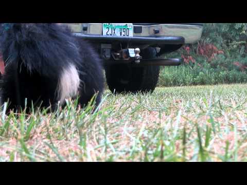 image-What is the largest skunk in the world?