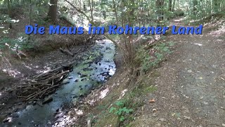 Die Maus im Kohrener Land