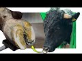 3 BIG BULLS 1 BIG Problem