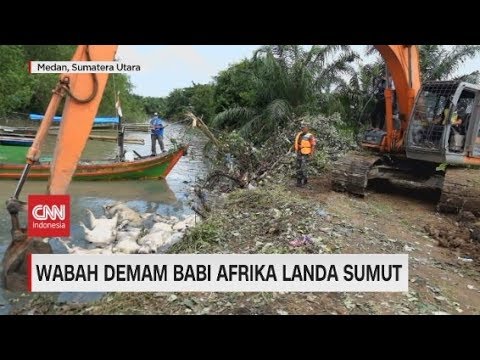 , title : 'Wabah Demam Babi Afrika Landa Sumut'