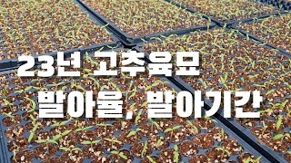23.3.1 고추육묘. 발아율과 기간은 어떨까? 고추농사의 시작