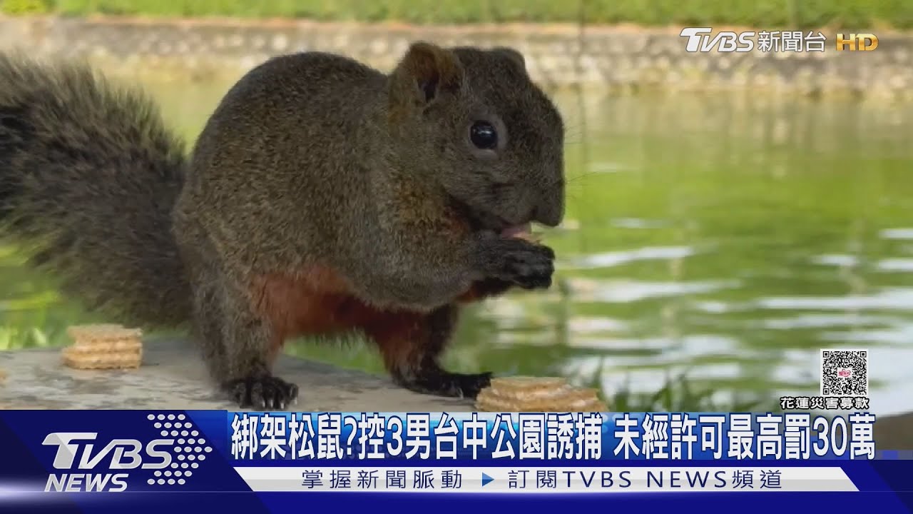 「捕鼠3人組?」台中公園目擊誘捕松鼠 市府:未經許可最高罰30萬