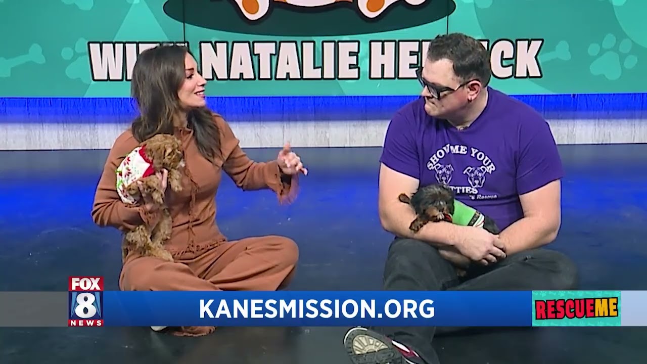 Enlarge Juno, a Adoptable mixed breed in Lyndhurst, OH video 2/6