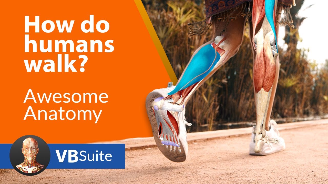 How do humans walk?