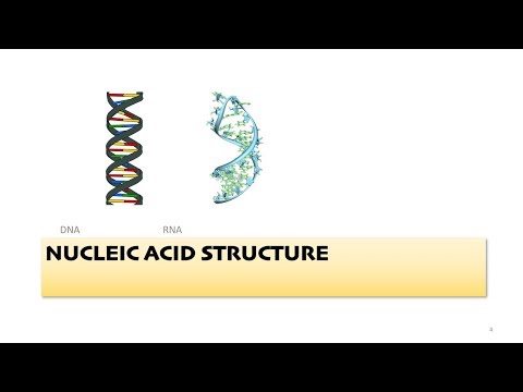 Lecture 3: DNA Structure, Replication, and Packaging