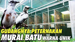 Download lagu KUPAS TUNTAS SEPUTAR PETERNAKAN MURAI BATU WARNA UNIK MB SUPAK, EKSTRIM BLOROK DAN EKOR PANJANG mp3