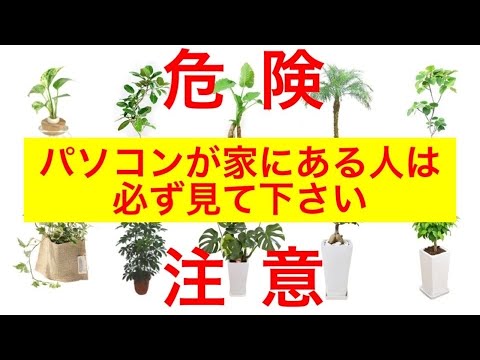 残念だ、NASA:「空気を浄化する」観葉植物に関する主張が誤りであることを研究が証明