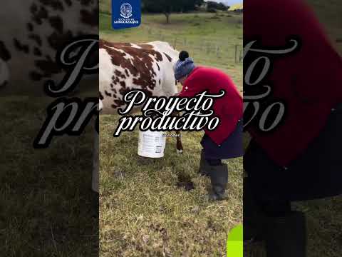 🌱 PROGRAMA SEMILLAS DE PAZ - 2026 (PROYECTO GANADERÍA)
