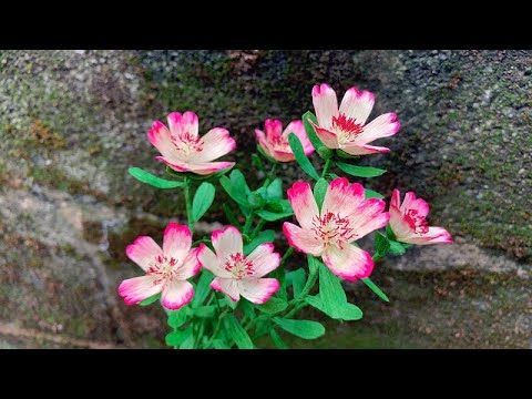 ABC TV | How To Make Purslane Flower With Crepe Paper - Craft Tutorial