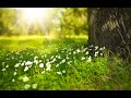 Wild Fennel  | Original Restful Earth Instrumental Music.