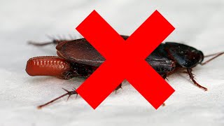 How to Kill Roach Eggs by simple way