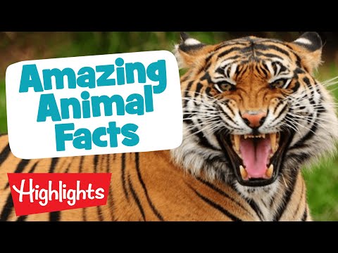 MORE AMAZING ANIMALS | Laugh, Learn and Play | 2020 Compilation | Highlights Kids