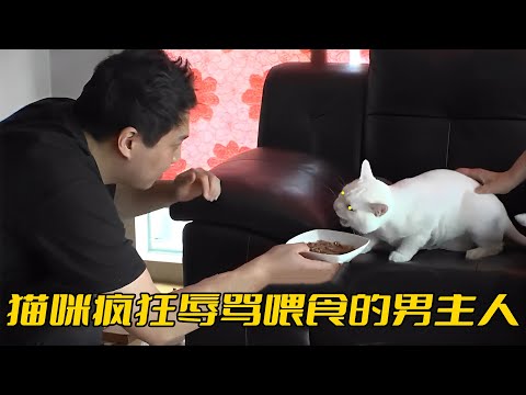 猫咪突然性格大變，瘋狂辱駡男主人，吃飯都堵不住它的嘴