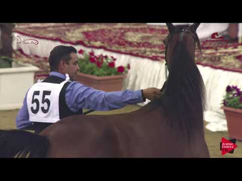 N 55 FARAH UMM ALUDHAM   2019 Al Shaqab Arabian Horse Show Festival   Fillies 2 Years Old Class 3A