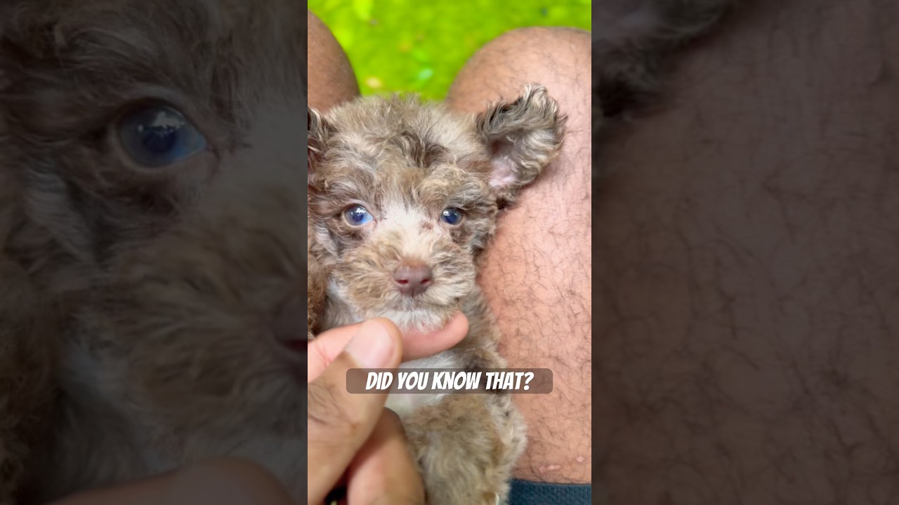 Did you know that? #puppy #pets #merlepoodle #toypoodle #poodlelover