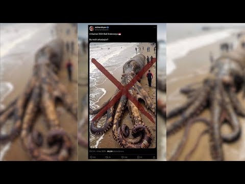 Why is the Octopus Brain So Unusual?