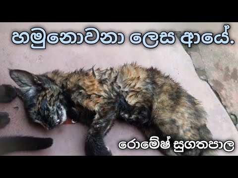 Hamunowana Lesa Aye l Romesh Sugathapala. | හමුනොවනා ලෙස ආයේ | රොමේෂ් සුගතපාල | cats version.😔😔😔