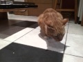 Olive Eating Cat
