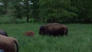 preview picture of video 'elk bison prairie'