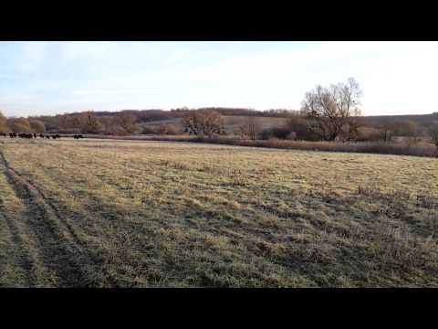 Oppermann elszökött veszélyes bivalyai