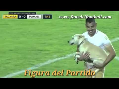 El perro que fue figura en Tachira vs Pumas por Copa Libertadores