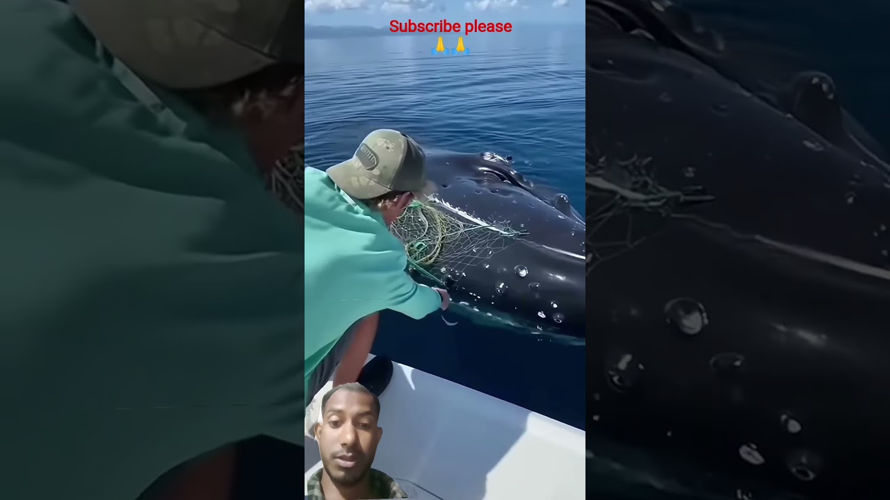 #bulu #whale #body #cleanup #shorts #trending