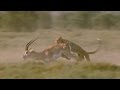 Gazela I Gepard