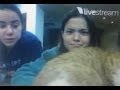 Piper Curda S Twitcam With Sarah Gilman On 2 9 14 Random Cat Clip