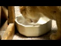 CHEDDAR Wmv