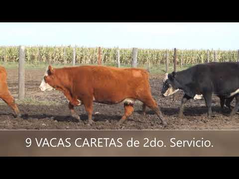9 VACAS CARETAS 2do.Serv.