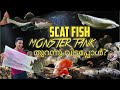 Scat fish To Monster Tank || Monster fish Malayalam || nature & co. #malayalam #arowana #monsterfish