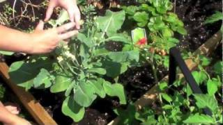 Home Fruit and Vegetable Garden