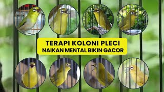 Download lagu Terapi Pleci Pagi Hari AMPUH Naikan Mental dan Bikin Gacor mp3