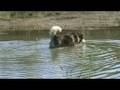 Alaskan Malamute In Sava River