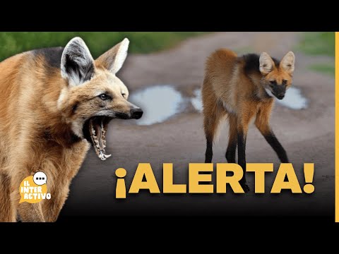 APARECIÓ UN MITO VIVIENTE: Inusual avistamiento de un Aguará Guazú en Córdoba 🦊🌾