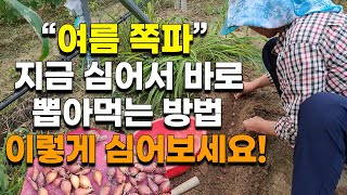 여름 쪽파 이렇게 심으면 바로 뽑아먹을 수 있습니다. - 쪽파재배 쪽파심는시기 쪽파심는법