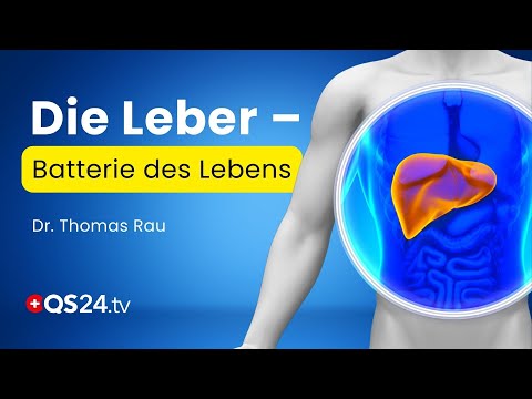 The liver – the underestimated organ that determines your energy levels | Empirical medicine | QS24